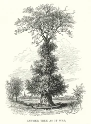 Luther Tree as it was